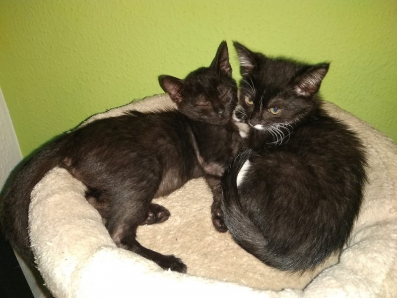 Foto Cachopo y Astrid
