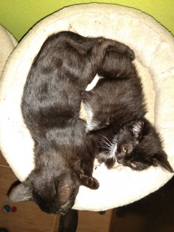 Foto Cachopo y Astrid