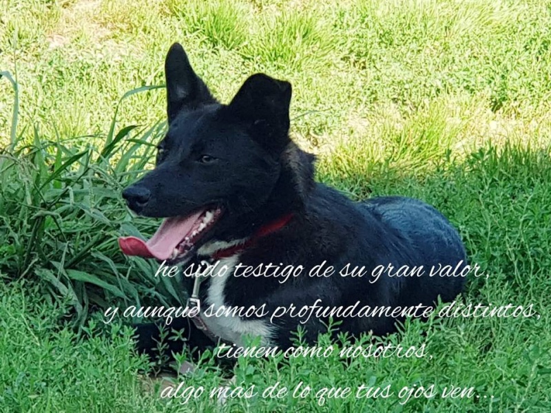 Foto Saimon