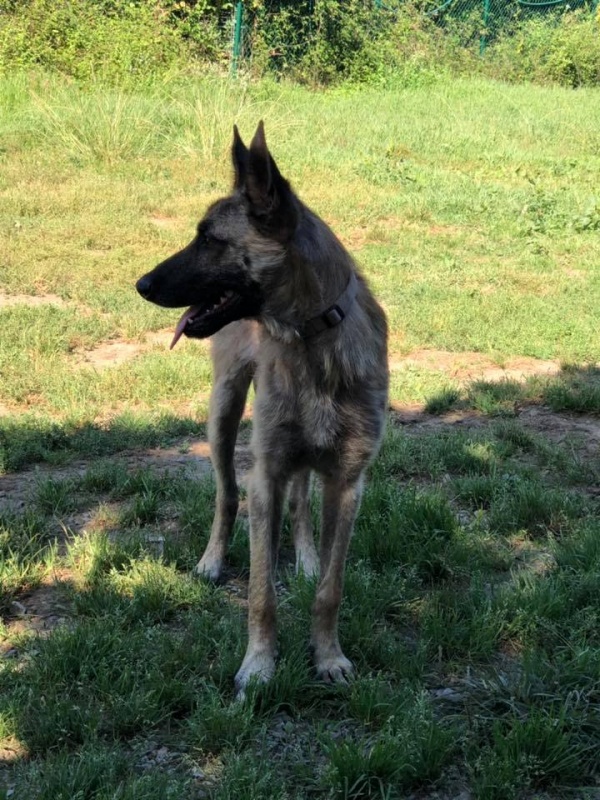 Foto Kandela