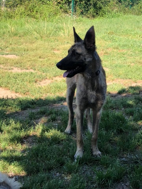 Foto Kandela