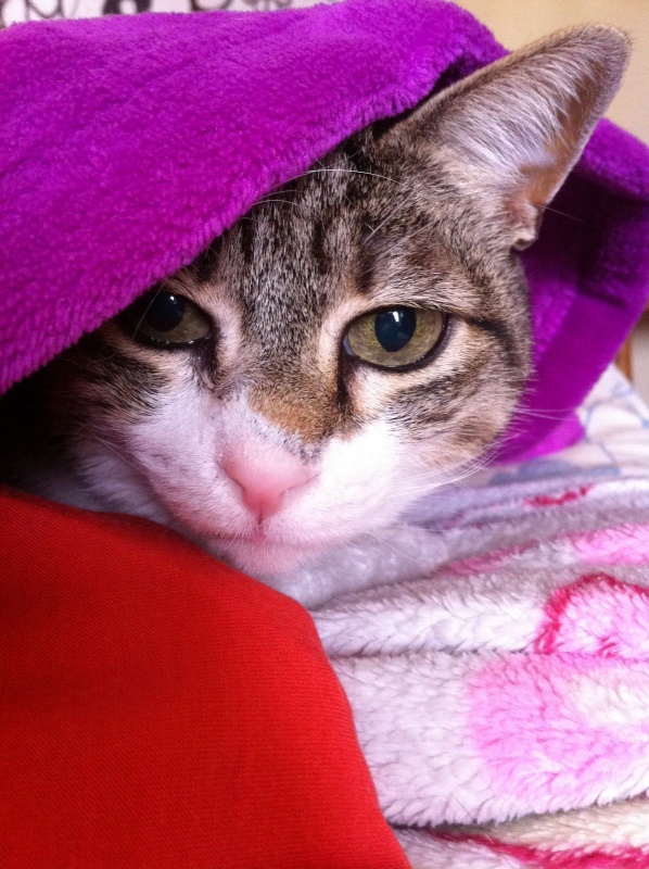 Foto Alice