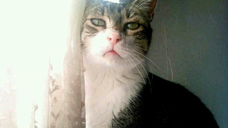 Foto Alice