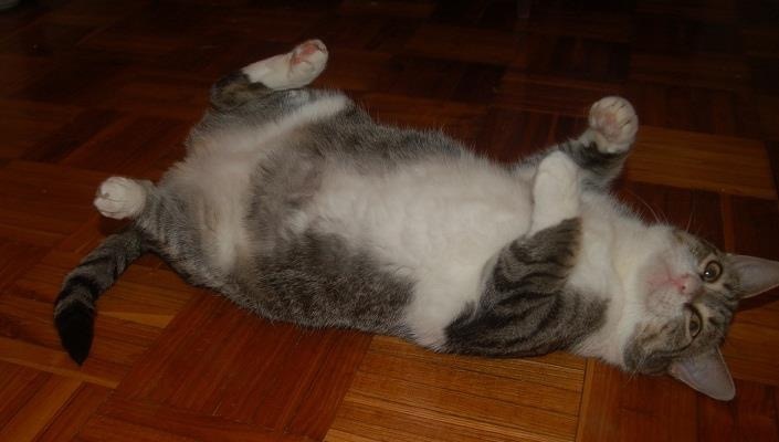 Foto Alice