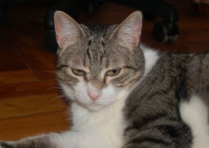 Foto Alice