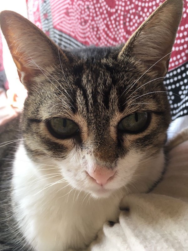 Foto Alice