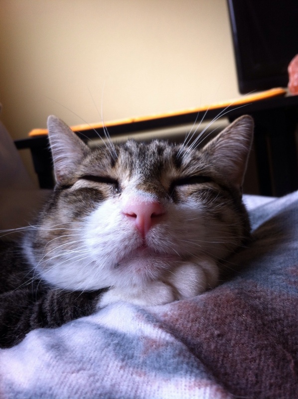Foto Alice