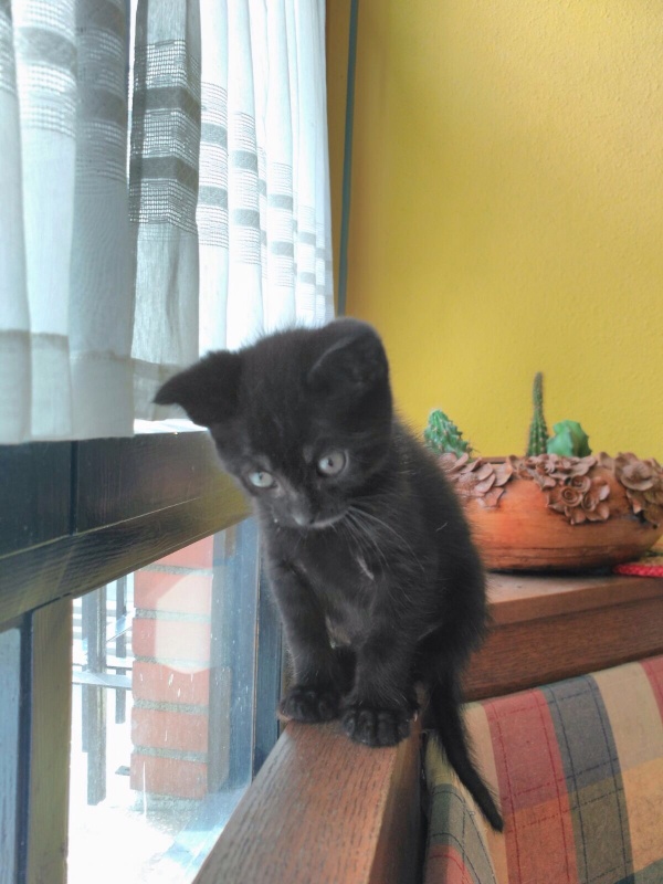 Foto Zape