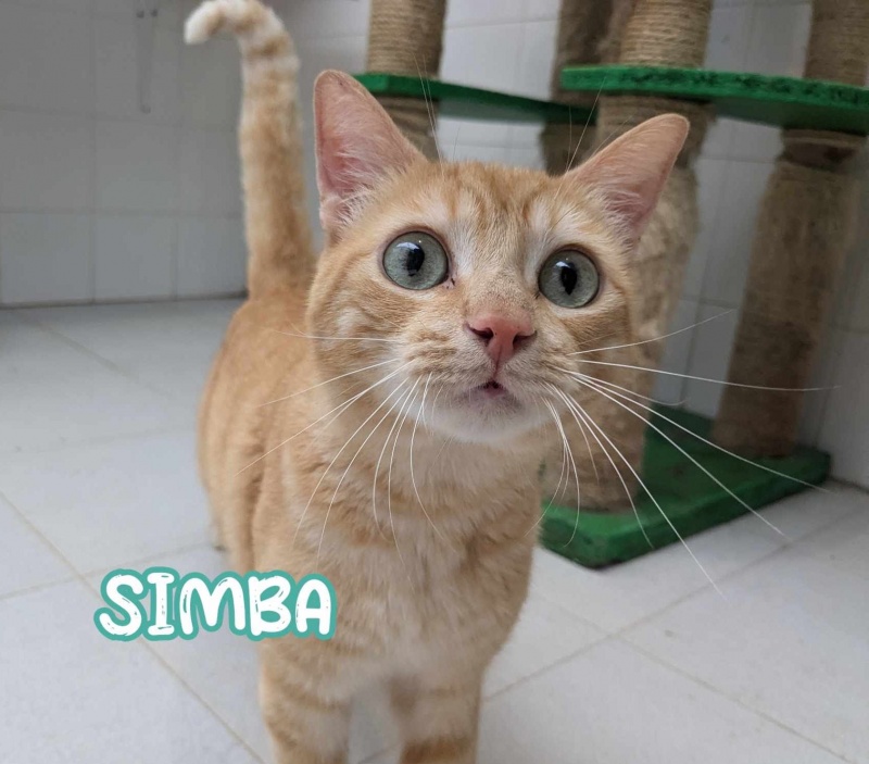Foto Simba
