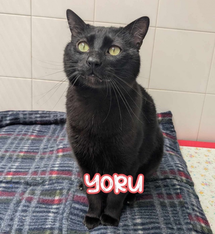 Foto Yoru