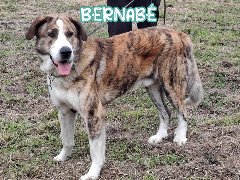 Foto Bernabé