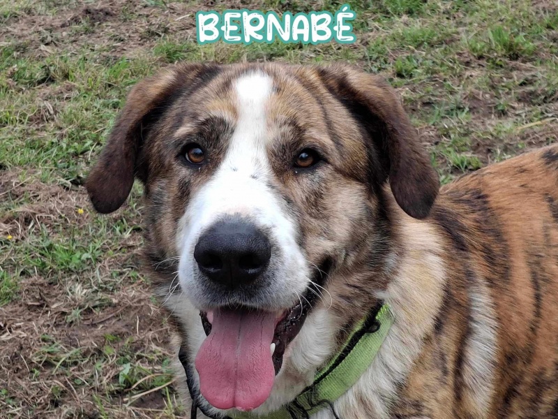 Foto Bernabé