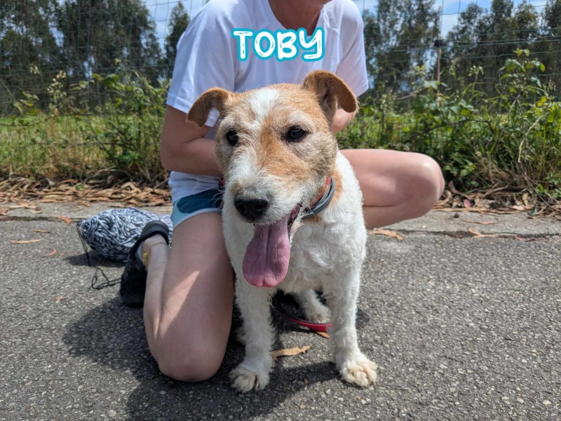 Foto Toby