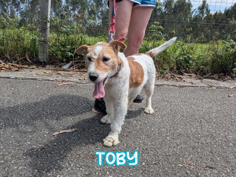 Foto Toby