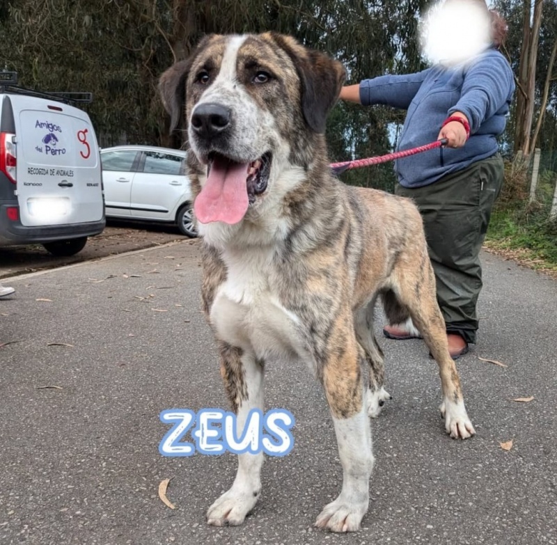 Foto Zeus