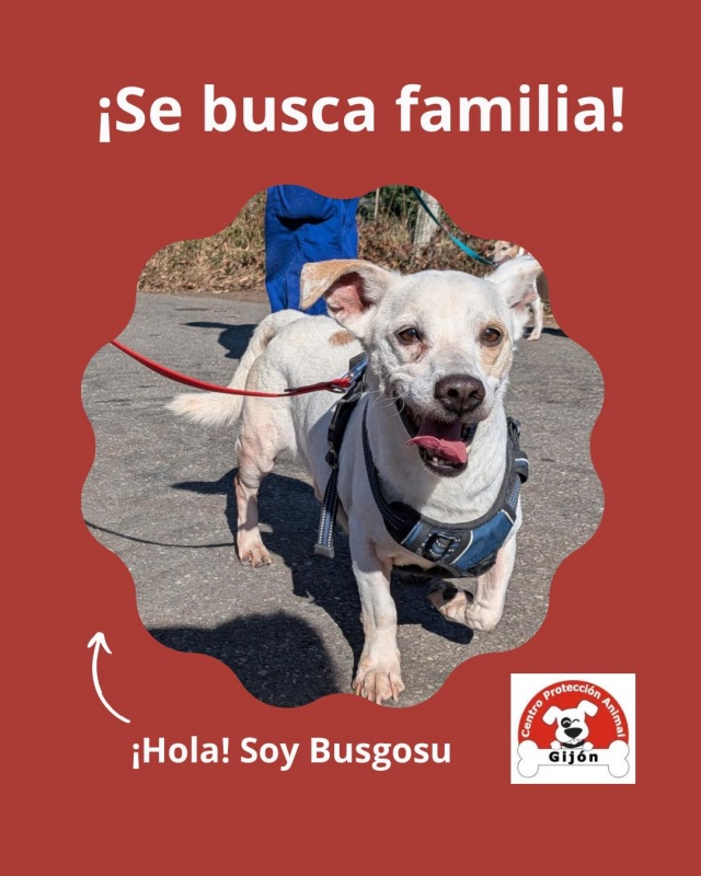 Foto Busgosu