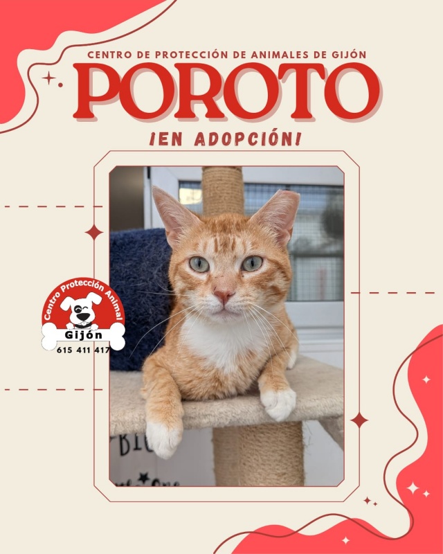 Foto Poroto