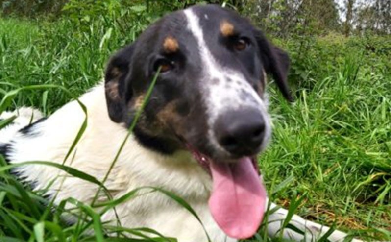 Foto Kira