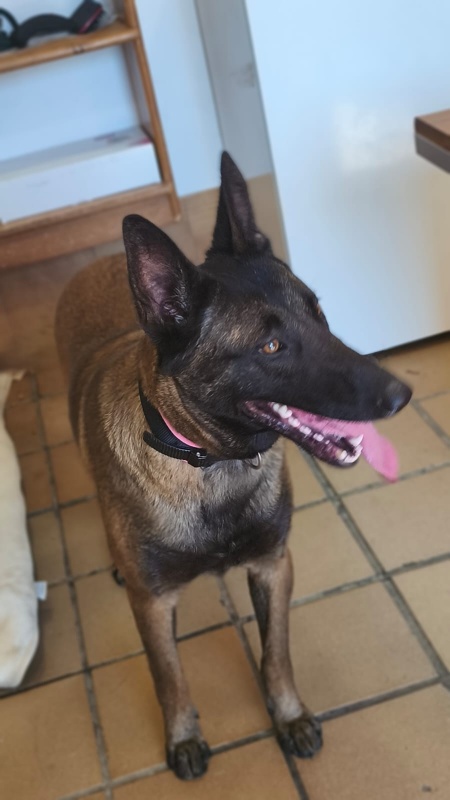 Foto Atenea