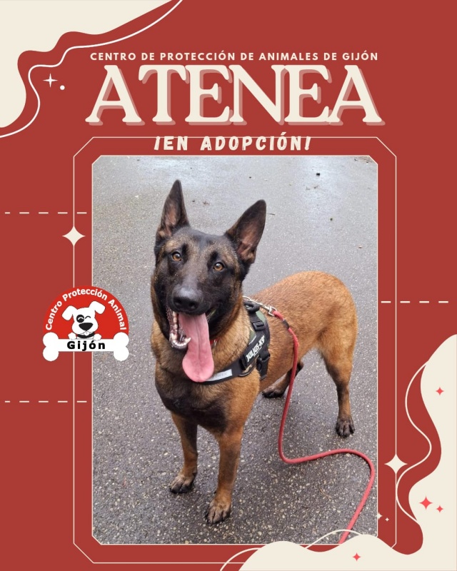 Foto Atenea