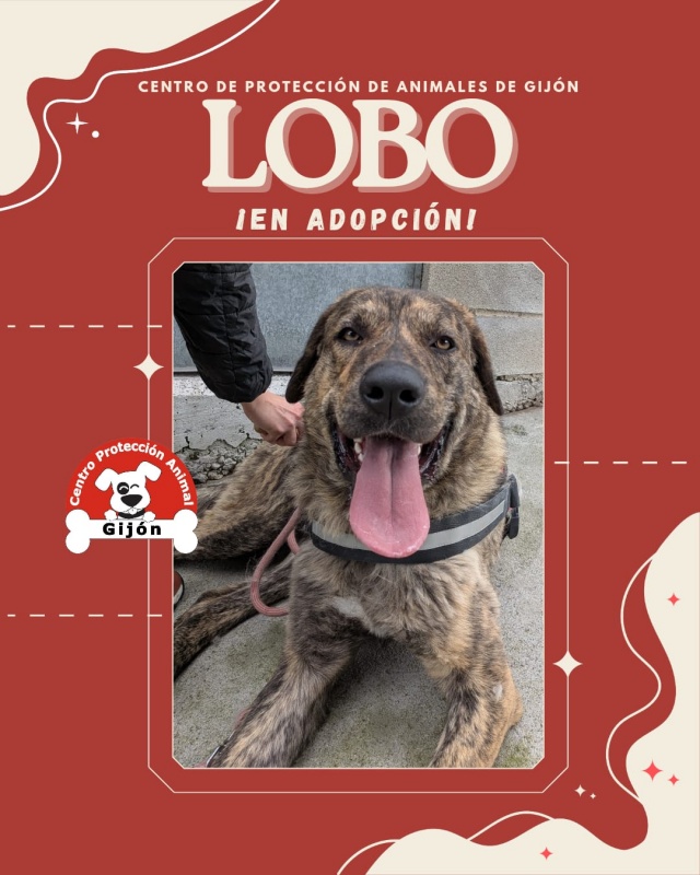 Foto Lobo