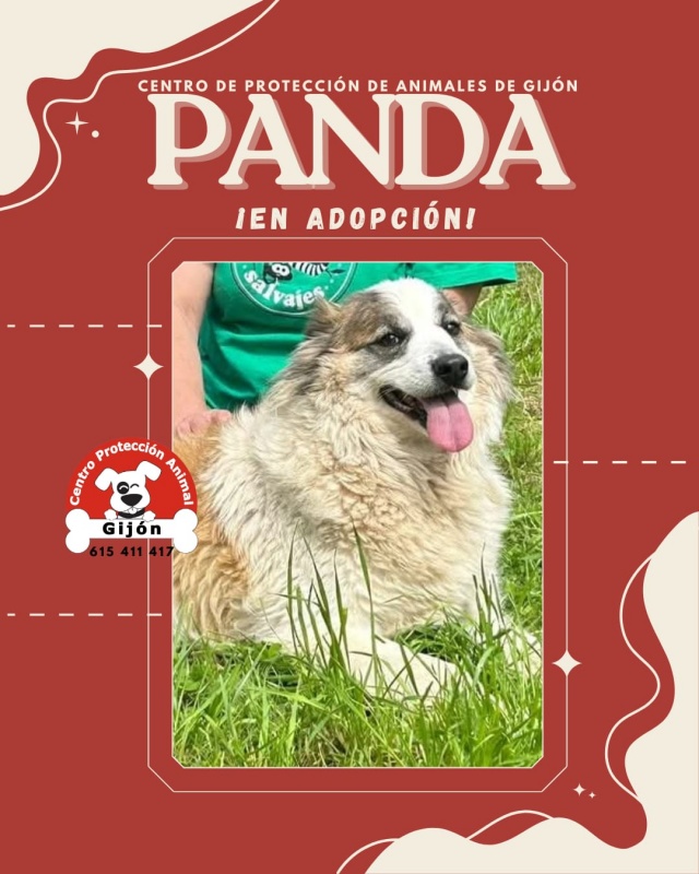 Foto Panda 