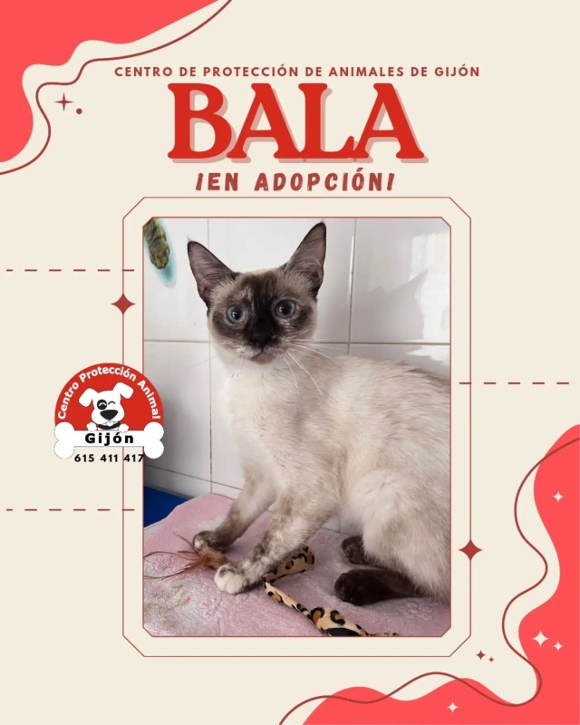 Foto Bala