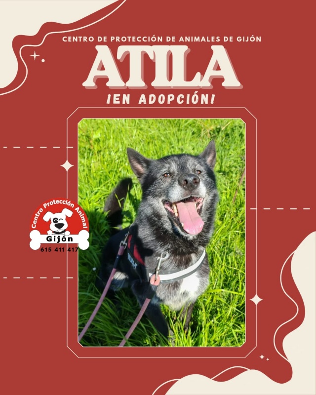 Foto ATILA
