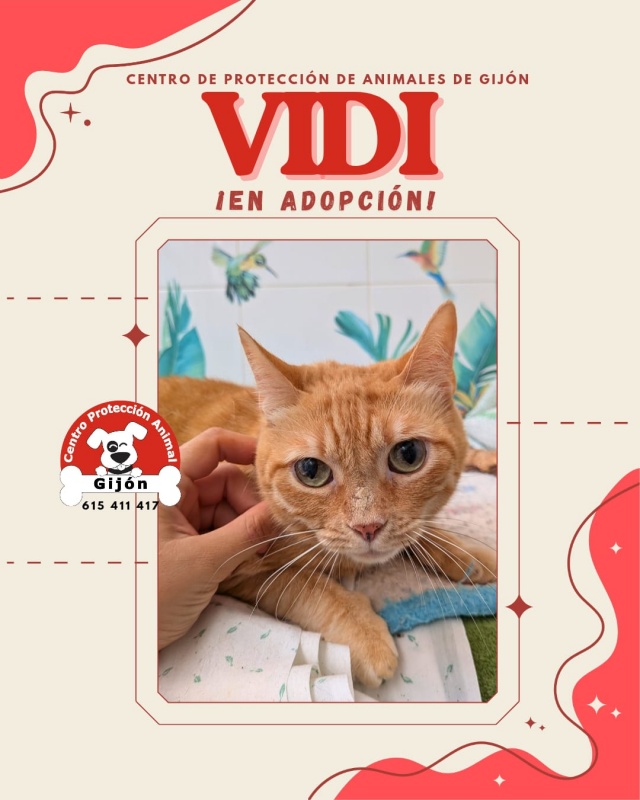 Foto VIDI