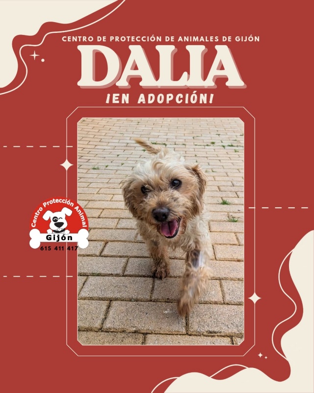 Foto DALIA