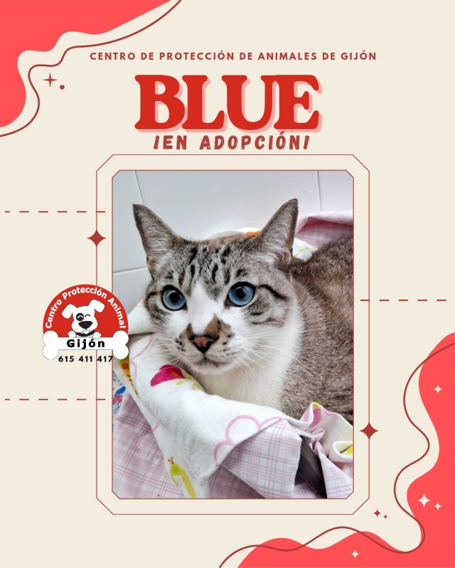 Foto BLUE