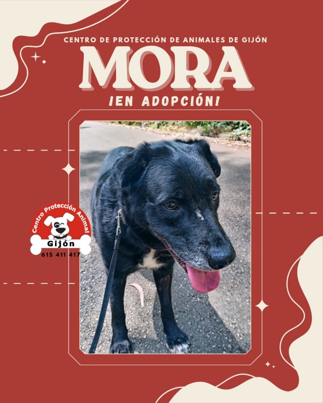 Foto MORA