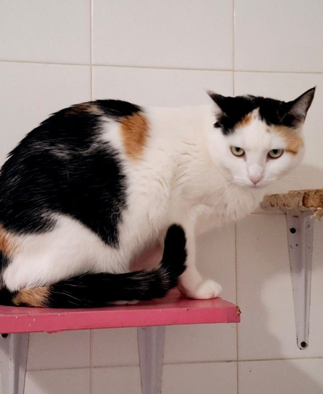 Foto LOLA