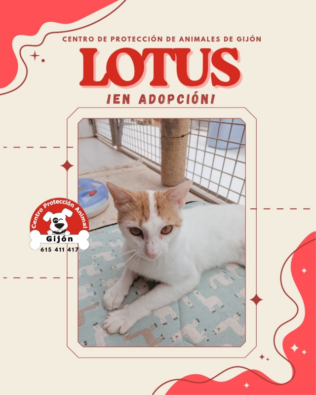Foto LOTUS