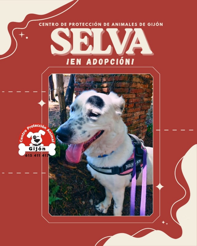 Foto SELVA