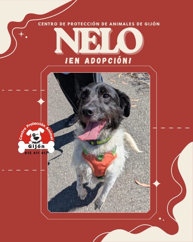 Foto NELO