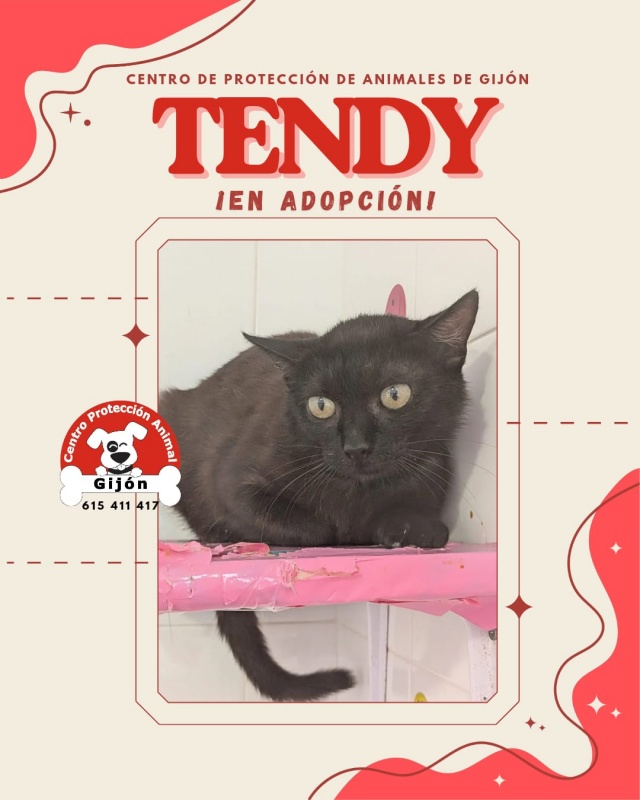 Foto TENDY