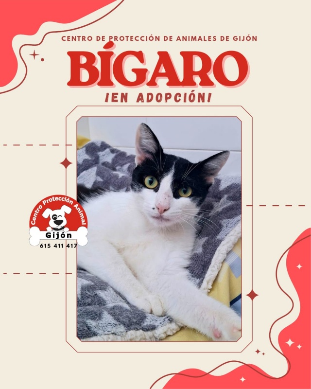 Foto BÍGARO