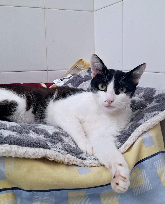 Foto BÍGARO