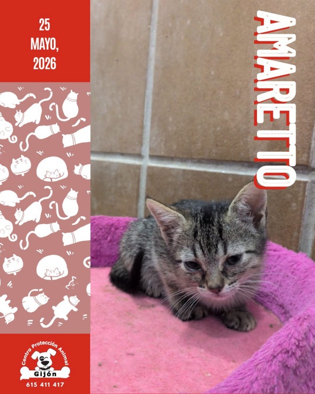 Foto AMARETTO
