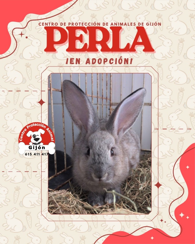 Foto PERLA