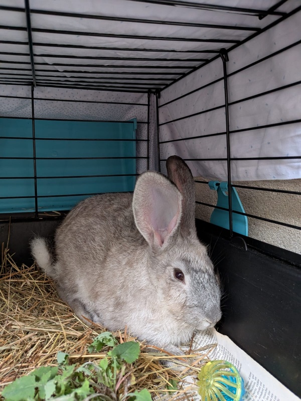 Foto PERLA