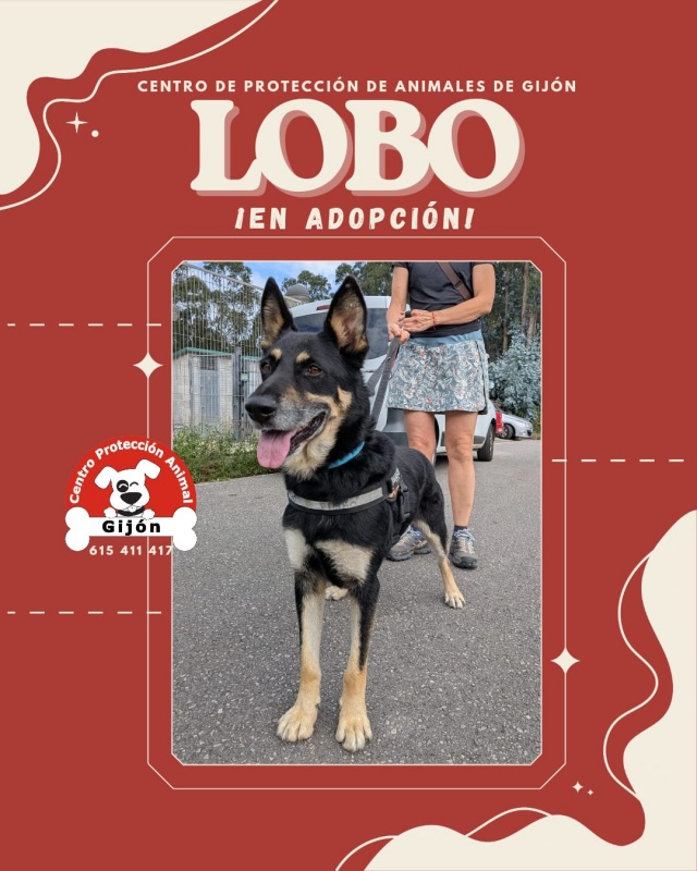 Foto LOBO
