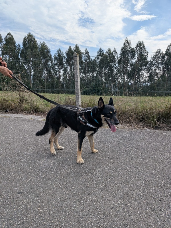 Foto LOBO