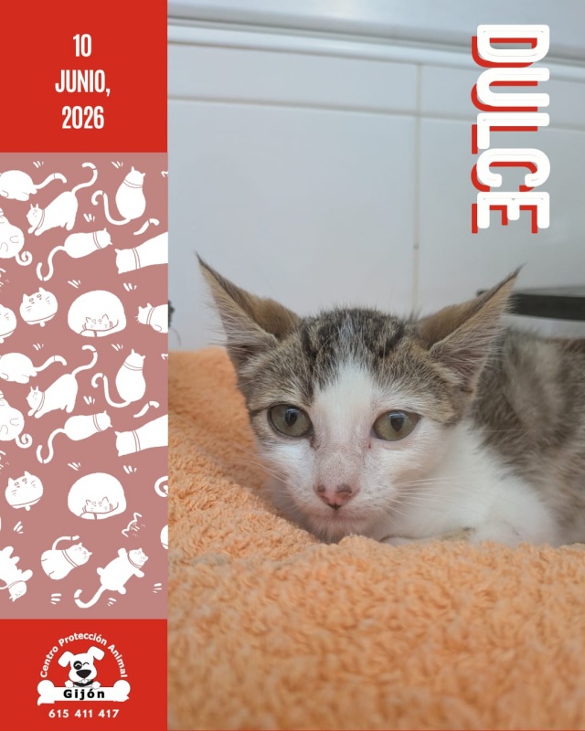 Foto DULCE