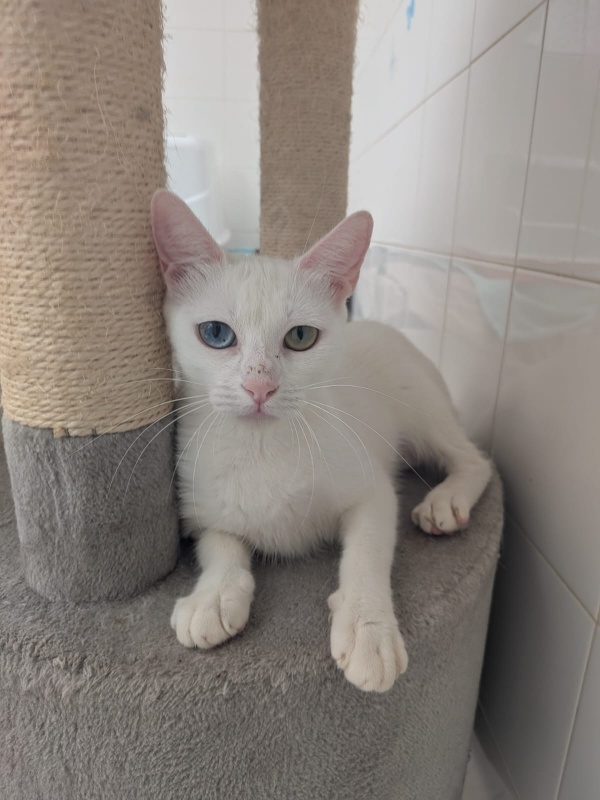 Foto ZURI