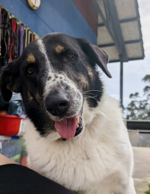Foto Kira