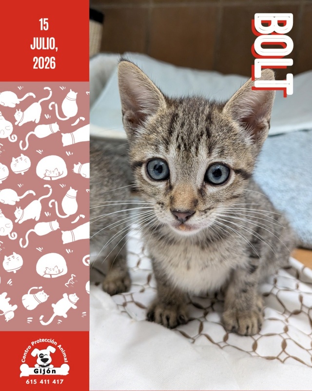 Foto BOLT