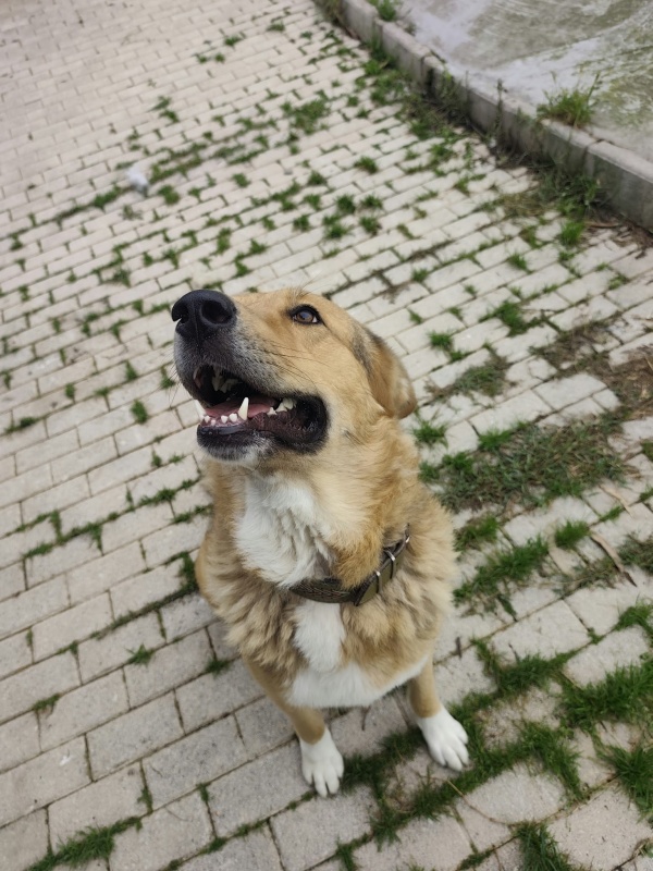Foto LOBO III