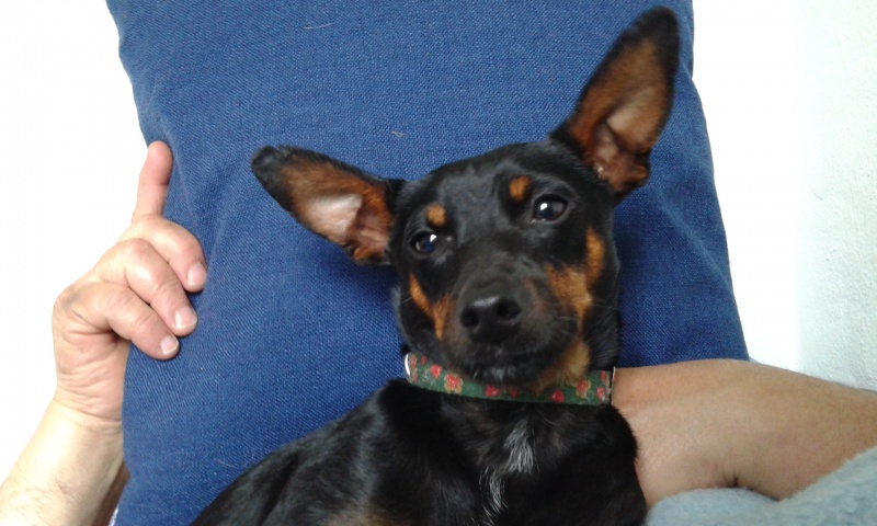 Foto WILLOW